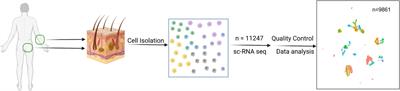 Differences in cell subsets between sun-exposed and unexposed skin: preliminary single-cell sequencing and biological analysis from a single case